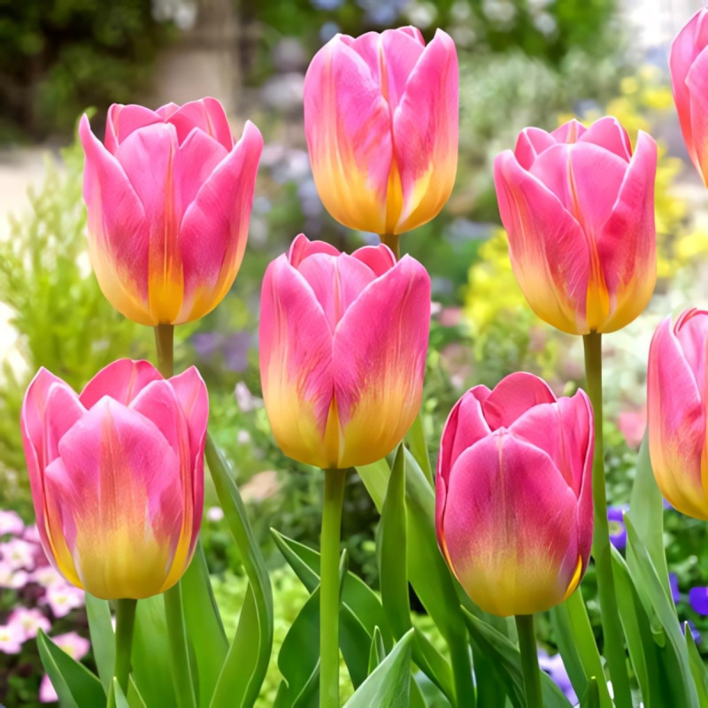 Луковицы Тюльпан Триумф Том Паус (в упаковке - 3шт.)