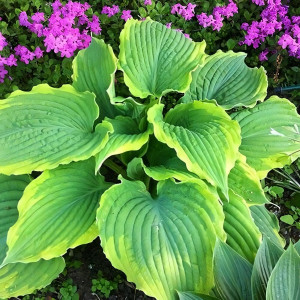 Саженцы Хоста гибридная Spartacus (Спартакус) L