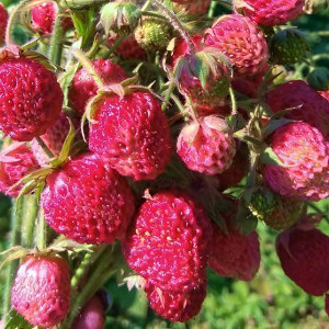 Клубника  Цукат Мускатный  (упаковка 5 шт.)