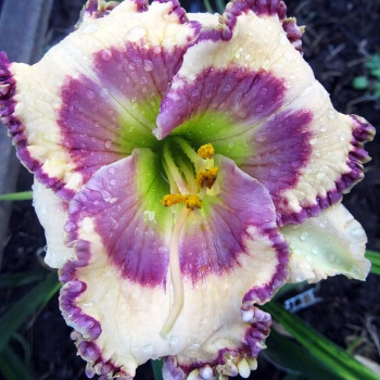 Саженцы Лилейник Angels of Heaven (Энджелс оф Хэвн)