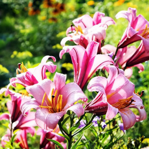  Лилия трубчатая Pink Planet (Пинк Планет)