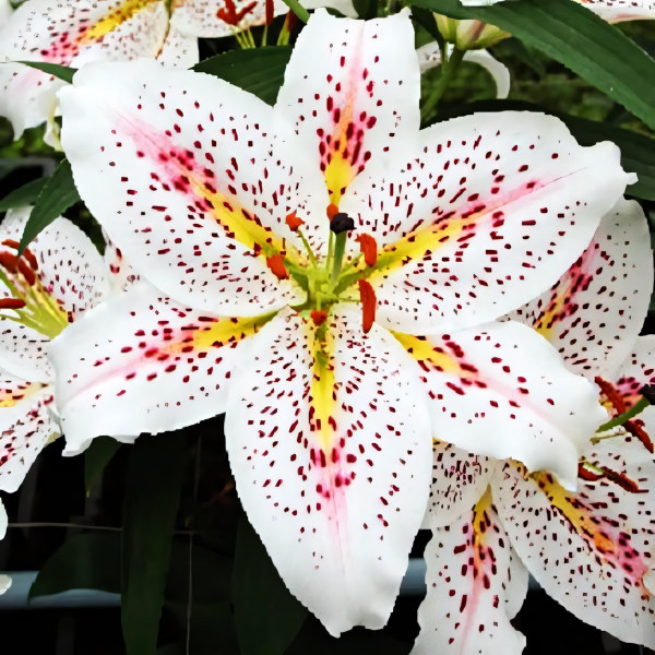 Луковицы  Лилия восточная Solution (Солюшн) (3шт.)