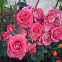 Саженцы Роза чайно-гибридная Шокинг Версилия