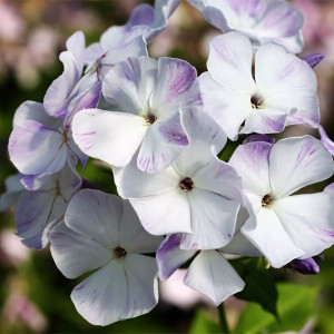 Саженцы Флокс German (Герман)