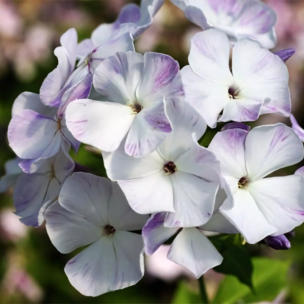 Саженцы Флокс German (Герман)