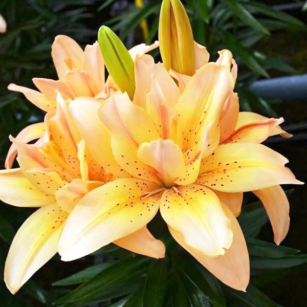 Луковицы  Лилия азиатская Splendid Joy (Сплендид Джой) (3шт.)