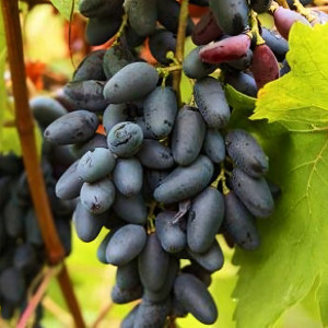 Саженцы Виноград Памяти Негруля