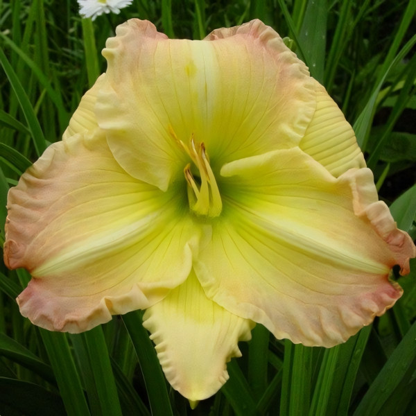 Саженцы Лилейник Beautiful Edgings (Бьютифул Эджингс)