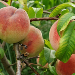 Саженцы Персик Белый Лебедь