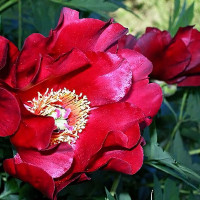 Саженцы Пион Scarlet Heaven (Скарлет Хевен)