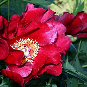 Саженцы Пион Scarlet Heaven (Скарлет Хевен)