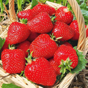 Клубника (крупноплодная) Роксана 5 шт. в упаковке