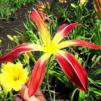 Саженцы Лилейник Gadsden Coliath (Гадсден Колит)