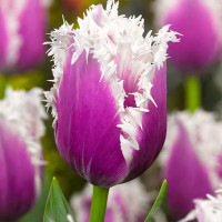 Луковицы Тюльпан бахромчатый Камминс (в упаковке - 3шт.)