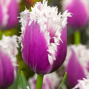 Тюльпан бахромчатый Камминс (в упаковке - 3шт.)