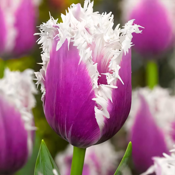 Луковицы Тюльпан бахромчатый Камминс (в упаковке - 3шт.)