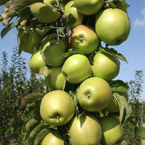 Саженцы Яблоня колоновидная Гирлянда