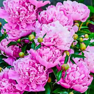 Пион травянистый Александр Флеминг