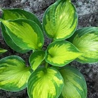 Саженцы Хоста Colored Hulk (Колорд Халк) М