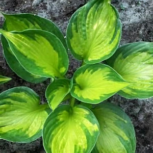 Саженцы Хоста Colored Hulk (Колорд Халк) М