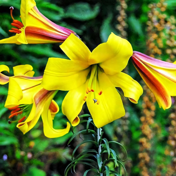Луковицы  Лилия трубчатая Golden Splendor (Голден Сплендор) (3шт.)