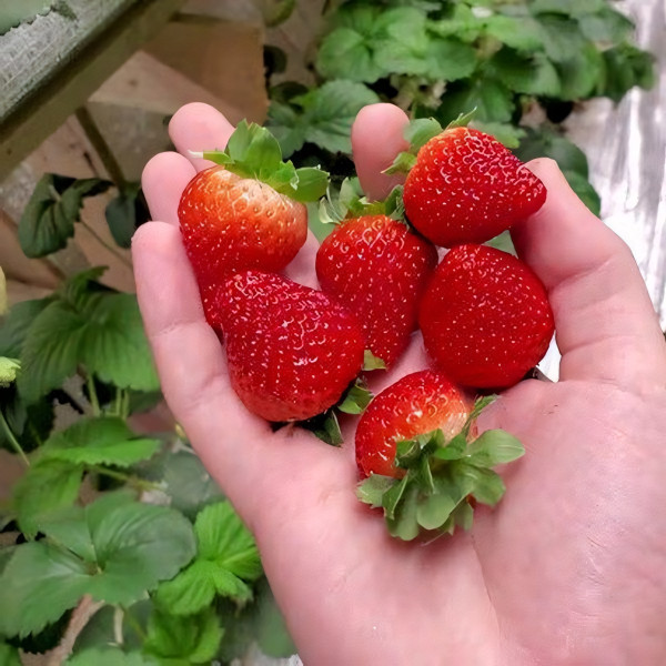 Саженцы Земляника Сопрано ремонтантная  (упаковка 5 шт.)