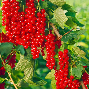 Саженцы Смородина красная Ровада