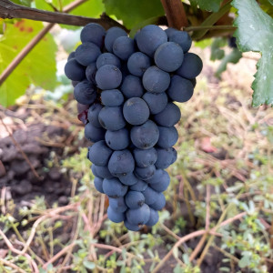 Саженцы Виноград Пино Нуар