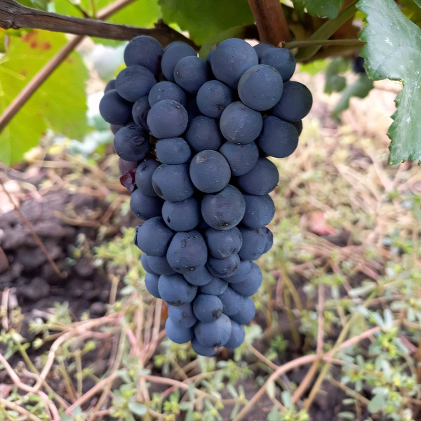 Саженцы Виноград Пино Нуар