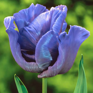 Тюльпан попугайный Блю Пэррот (в упаковке - 3шт.)