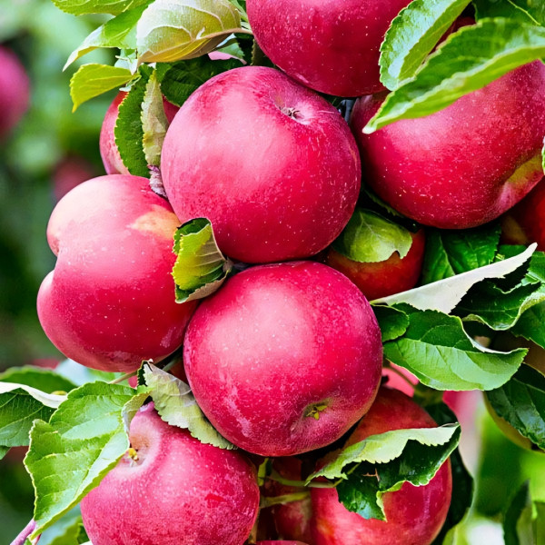 Саженцы Яблоня колоновидная Арбат