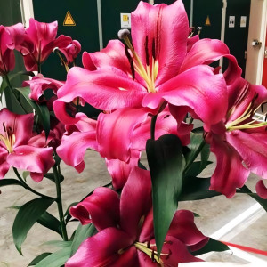  Лилия ОТ гибрид Palazzo (Палаццо)