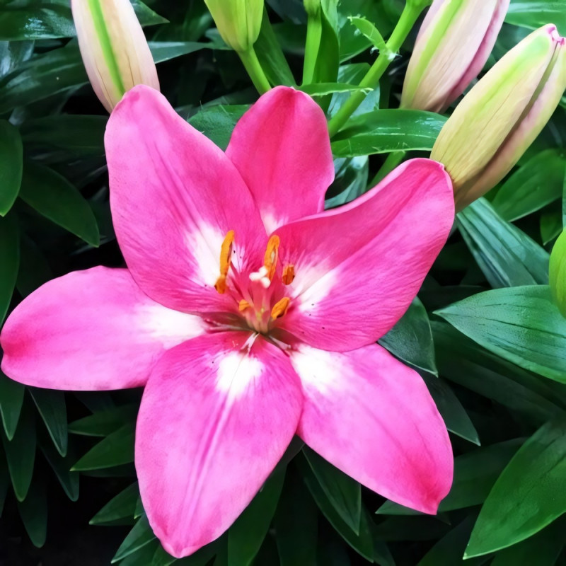 Луковицы  Лилия биколор азиатская Rozalynn (Розалинн) (3шт.)