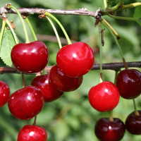 Саженцы Вишня Лебедянская