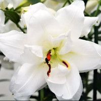 Луковицы  Лилия восточная Lotus Pure (Лотус Пьюр) (3шт.)