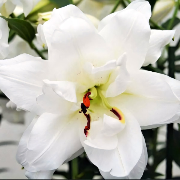 Луковицы  Лилия восточная Lotus Pure (Лотус Пьюр) (3шт.)