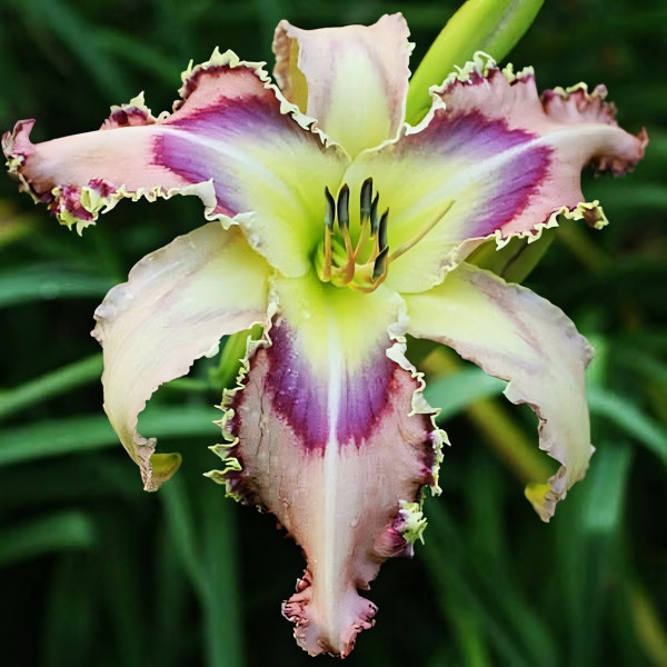 Саженцы Лилейник Transparent Tower (Транспарент Тауэр)