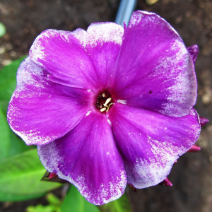 Саженцы Флокс Венец