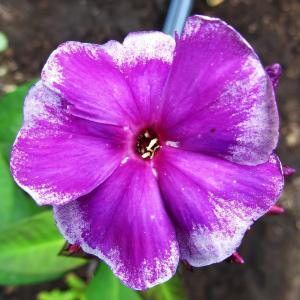 Саженцы Флокс Венец