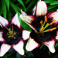 Луковицы  Лилия азиатская Black Eye (Блэк Ай) (3шт.)