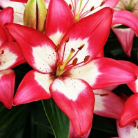 Луковицы  Лилия азиатская Perfect Joy (Перфект Джой) (3шт.)