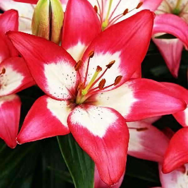 Луковицы  Лилия азиатская Perfect Joy (Перфект Джой) (3шт.)