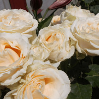 Саженцы Роза чайно-гибридная Пич Аваланж