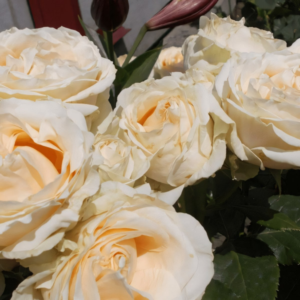 Саженцы Роза чайно-гибридная Пич Аваланж