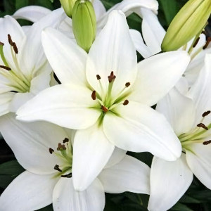  Лилия азиатская Tiny Crystal (Тайни Кристалл)