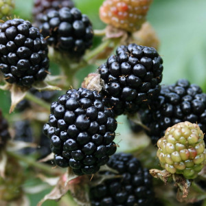 Саженцы Ежевика Рубен