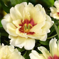 Саженец Пион (Ито-гибрид) Кэллис Мемори