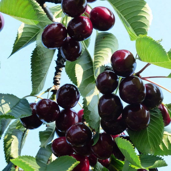 Саженцы Черешня Наполеон черная