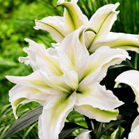 Луковицы  Лилия восточная Roselily Aisha (Розели Аиша) (3шт.)