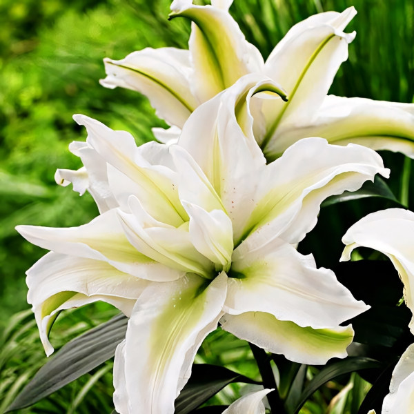 Луковицы  Лилия восточная Roselily Aisha (Розели Аиша) (3шт.)